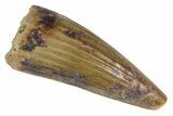 Fossil Phytosaur Tooth - Arizona #144999-1